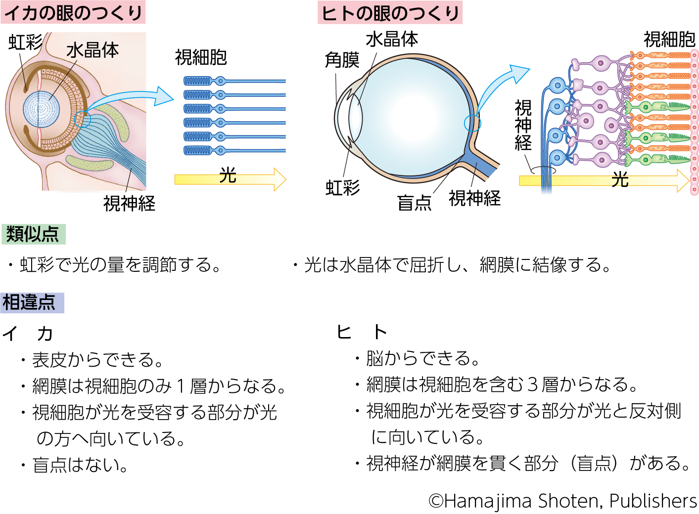 視覚器 – 生物図表オンライン