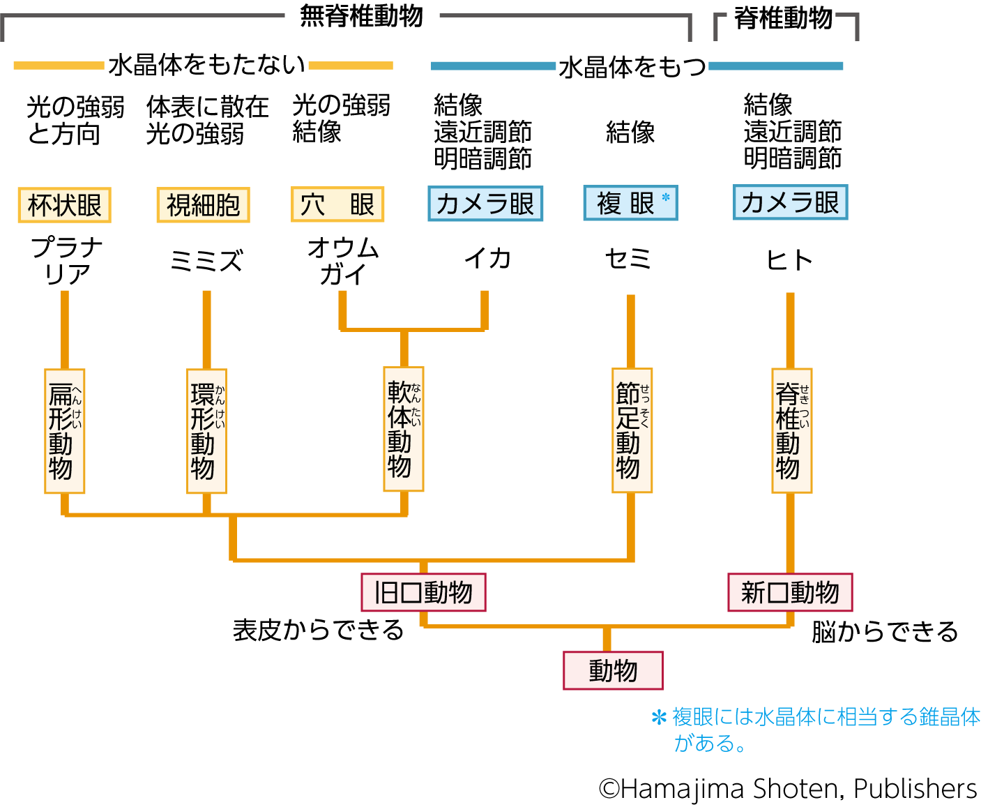 視覚器 – 生物図表オンライン