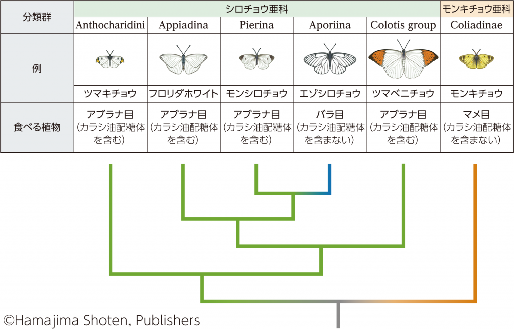 【進化View】植物と昆虫の軍拡競争 – 生物図表オンライン