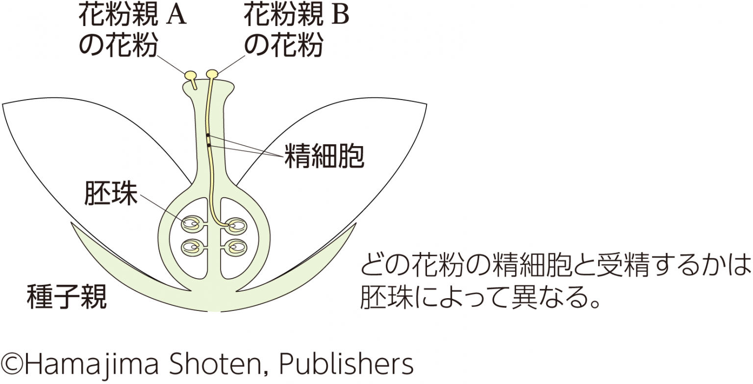 【進化View】種子形成における両親の対立 - 生物図表オンライン
