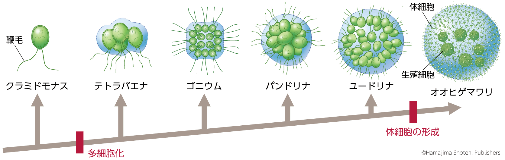 大進化小進化 – 小進化 大進化 違い – RJWVKQ
