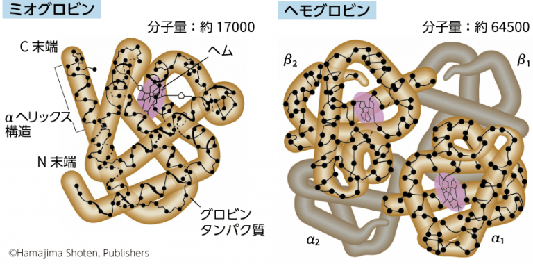タンパク質 生物図表オンライン
