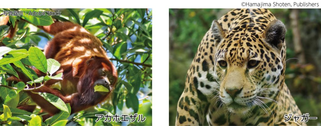 捕食と被食 - 生物図表オンライン