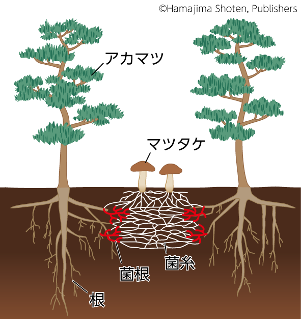 アカマツとマツタケの共生