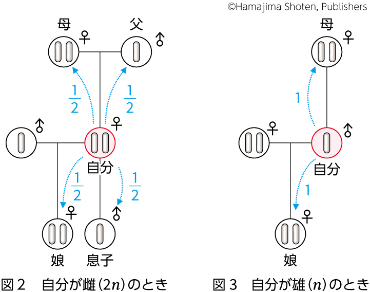 個体群内の相互関係 – 生物図表オンライン